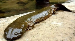 Co jestem największy największy?